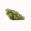 Jamaican Dream CBD GreenHouse - Fiori CBD all'ingrosso | Greenvillage.fr
