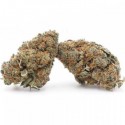 Vrac Gelato CBD Outdoor - Wholesale CBD bud| Greenvillage.fr