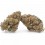 Vrac Gelato CBD Outdoor - Wholesale CBD bud| Greenvillage.fr