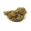 Vrac Orange Bud GreenHouse - Wholesale CBD bud| Greenvillage.fr