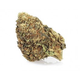 Master Kush CBD GreenHouse - Grossiste fleur de CBD | Greenvillage.fr