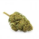 Vrac Jack Herer Indoor | Wholesale electronic cigarette | Greenvillage.fr