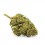 Vrac Jack Herer Indoor | Wholesale electronic cigarette | Greenvillage.fr